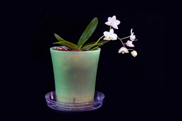 Blooming white mini orchid in a pot on a black background. Home flowers, floriculture, hobbies.