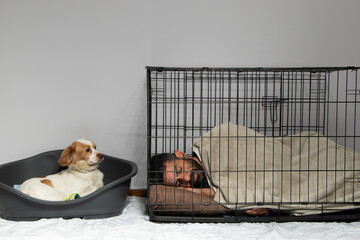 Man in the cage and dog free during lockdown of covid-19
