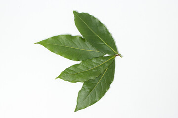 Green bay leaf on a white background. Traditional seasoning