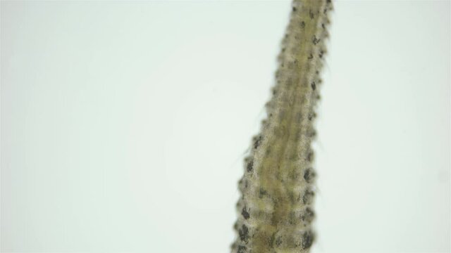 Polychaeta worm, family Sabellidae under a microscope. Filter, lives in a lime tube. Has Radiole tentacles with many cilia. Indian Ocean
