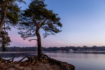 Fototapeta na wymiar Pine tree on the shore of the IJzeren Man lake at colorful autumn early morning sunrise with magenta on the horizon silhouetted against a clear sky with its roots visible