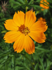 flower in the garden