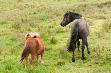 Brown pony and black horse in the green field. Domestic horses in the environment outdoors