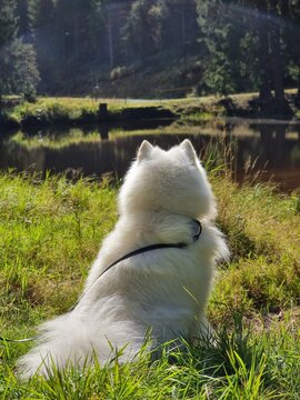 dog in the grass