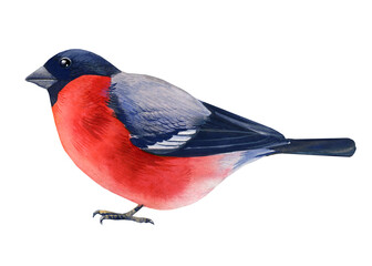 Forest bird, watercolor bullfinch on a white background.