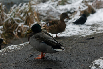 ducks in winter park