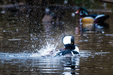 Hooded Merganser Splashing