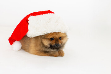 Cute pomeranian puppy in a Santa Claus hat. The puppy has a New Year. A Christmas puppy.