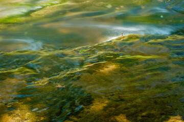 Moss covered shallow brook dappled by summer sunlight