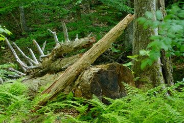 Log jam of fallen trees sitting in a river bank surrounded by fresh ferns