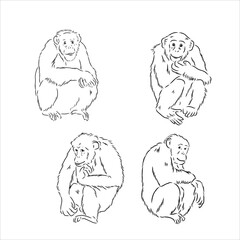 Naklejka premium Hand-drawn black and white sketch of chimpanzee on a white background. Wild life. Wild animals. Black and white chimpanzee, chimp, monkey