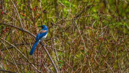 Florida scrub jay