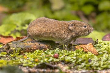 Field vole natural environment