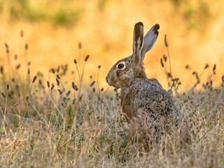 Lepus. Wild European brown hare on orange background
