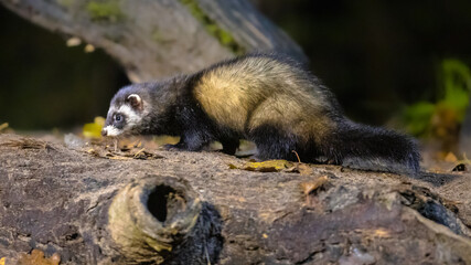 Polecat in forest at night - Powered by Adobe