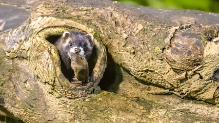 Polecat with mouse prey in burrow