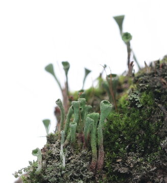 Trumpet cup lichen, Cladonia fimbriata isolated on white, macro  