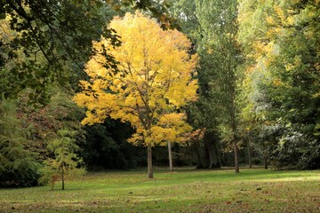 Naklejka premium Erable plane