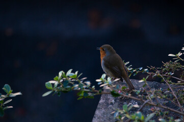 Robyn close up on a cool blue morning