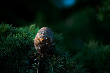 Sap covered pine cone among green pine tree pins