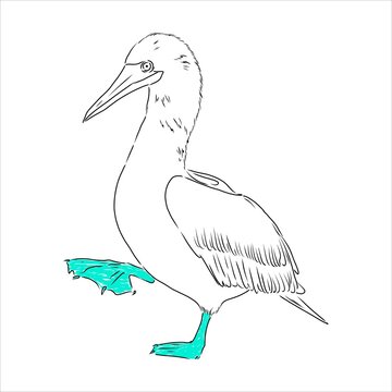 recommend clip art: The blue-footed booby Line drawing. Black and white illustration. Vector.