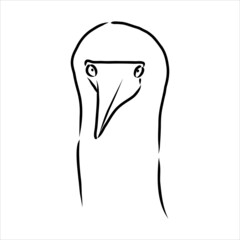 The blue-footed booby Line drawing. Black and white illustration. Vector.