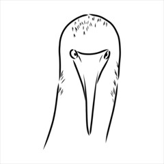 The blue-footed booby Line drawing. Black and white illustration. Vector.