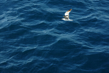 seagull flying over deep blue sea, closeup