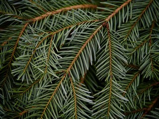 Christmas Fir Tree Branches