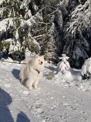 dog in snow