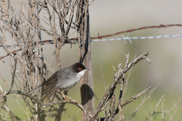 Sardinian warbler curruca melanocephala perching on fence or twig