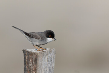 Sardinian warbler curruca melanocephala perching on fence or twig