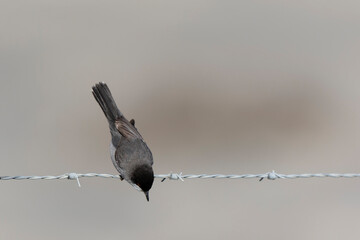 Sardinian warbler curruca melanocephala perching on fence or twig