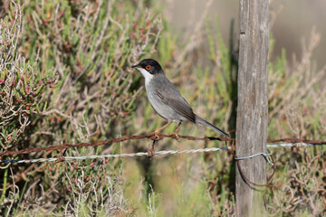 Sardinian warbler curruca melanocephala perching on fence or twig