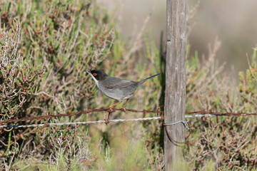 Sardinian warbler curruca melanocephala perching on fence or twig