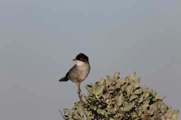 Sardinian warbler curruca melanocephala perching on fence or twig