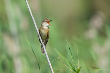Carricero tordal (Acrocephalus arundinaceus).
