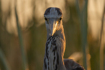 Garza real (Ardea cinerea).