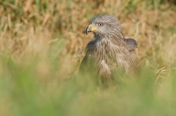 Milano negro (Milvus migrans).