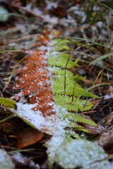 fern