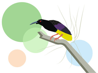Twelve-wired Bird of Paradise Illustration