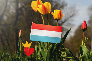 Netherlands paper flag on tulips background. Koningsdag or King's Day is a national holiday in the...