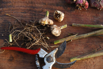 White gladiouluses is prepareds for winter storage, cutting roots, stems and small bulbs. Gardening...