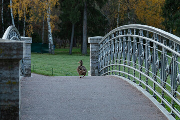 A duck runs across the bridge in Gatchina Park. Russia, Gatchina. Horizontal orientation, copy space.