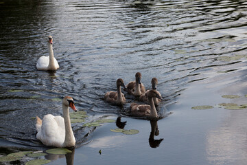 Fototapeta premium a family of swans floating on the lake with young gray chicks