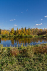 Fototapeta na wymiar Autumn Forest with a Calm Pond