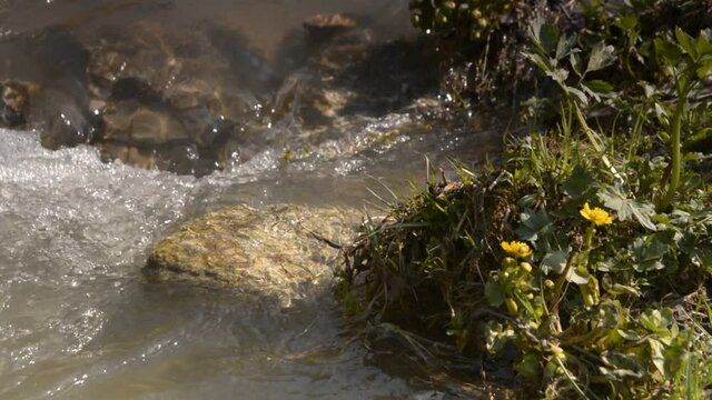 Close up of mountain river rapid with rock underwater and shore covered with green grass and yellow flower when the weather is sunny