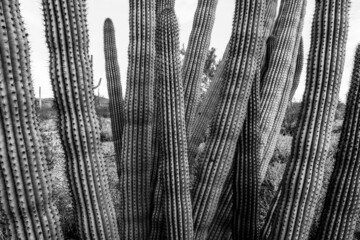 Organ Pipe