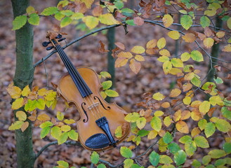 Eine Violine hängt an einem Ast zwischen herbstlich gefärbten Blätter in gelb, orange, grün und...