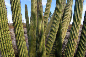 Organ Pipe